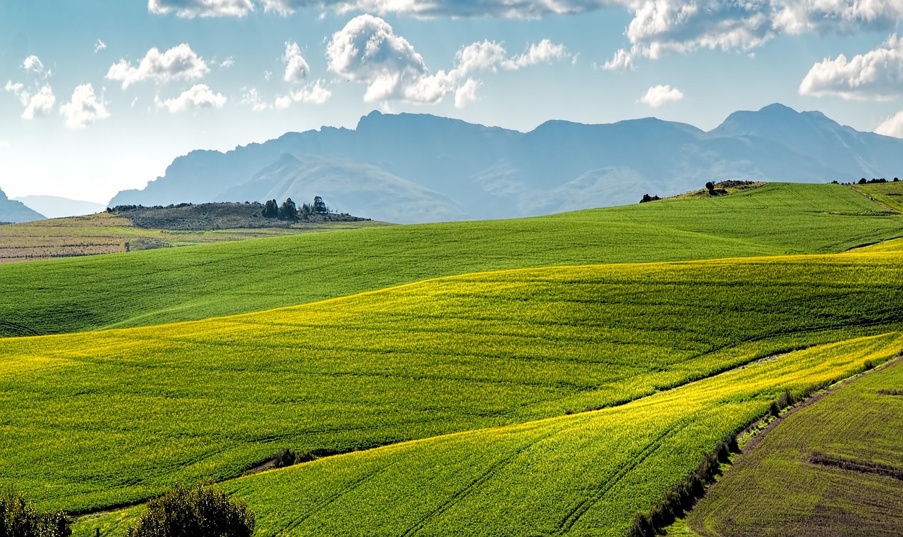 champs de canola, vert, collines, colza, cultures, agriculture, swellendam, cultivation, récolter, les champs jaunes, ve